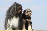 PETIT CHIEN LION 156